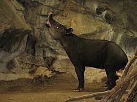 Mittelamerikanischer Tapir (Tapirus bairdii)